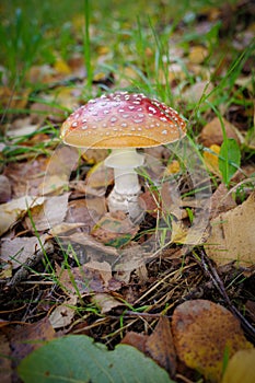 a toadstool stands on the meadow surrounded by autumn leaves