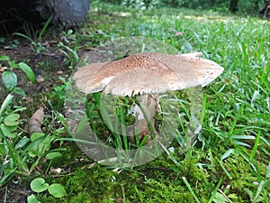 Toadstool surrounded by grass