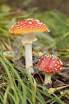 Toadstool