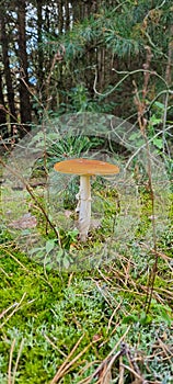 toadstool in wood.