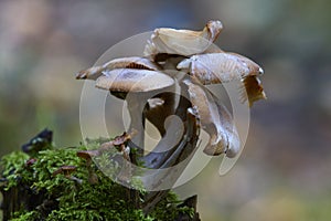 Toadstools