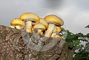 Toadstools