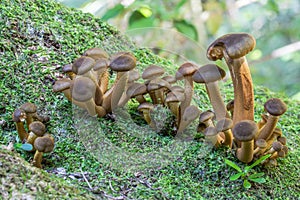 Toadstools