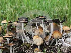 Toadstools