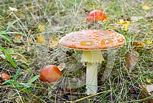 Toadstools