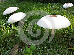 Toadstools