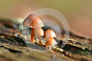 Toadstools