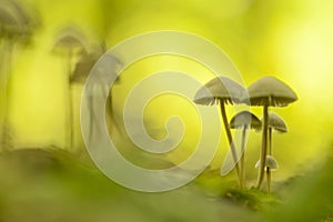 Toadstools in a art abstract ambiance