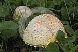 Toadstools in the centennial mountains