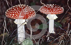 Toadstools in the coniferous forest