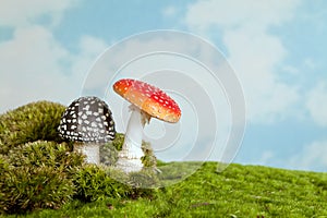 Toadstools for a fairytale