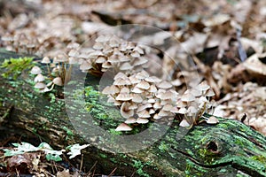 Toadstools in the Forest