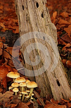 Toadstools in a forest.