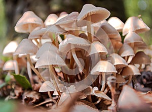Toadstools in the forest