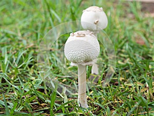 Toadstools on Forest lawn