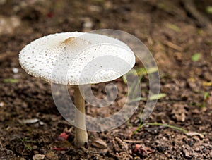 Toadstools on Forest lawn