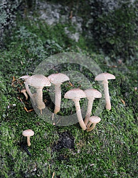 Toadstools on forest moss