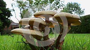 Toadstools on a garden lawn