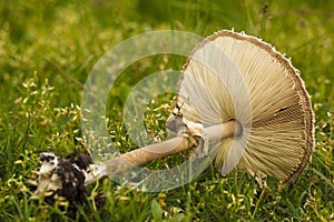 toadstools in the grass green. mushroom photo, amanita mushroom, mushroom amanita, fungus photo, poison mushroom,