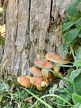 Toadstools growing at the base of a tree