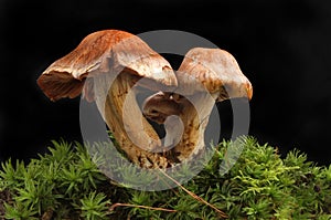 Toadstools growing in moss against black