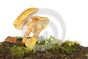 Toadstools growing in moss