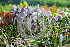 Toadstools growing in the park