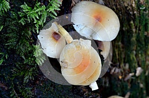 Toadstools growing on tree