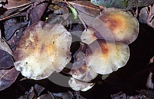 Toadstools in the leaf litter of indigenous forest, George South Africa