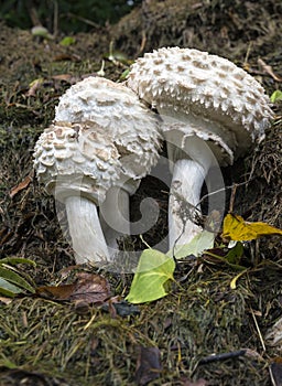 Toadstools - Mushrooms photo