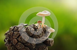 Toadstools on pine cone