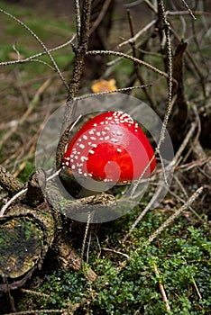 Toadstools or Red Amanita in the wood