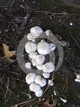 Toadstools in winter ON S E Dolph Court in Portland Oregon USA photo