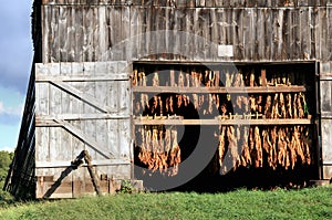 Tobacco Barn