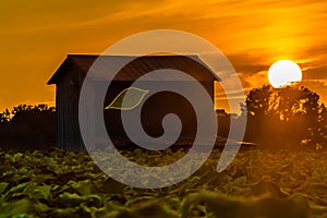 Tobacco barn at sunset photo