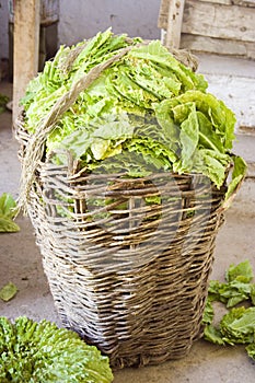 Tobacco in a basket