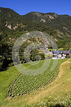 Tobacco crop in Andorra photo