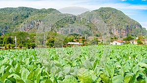 Tobacco cultivation pinar del rio photo