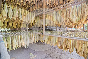 Tobacco curing barns