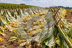 The Tobacco Drying in Field