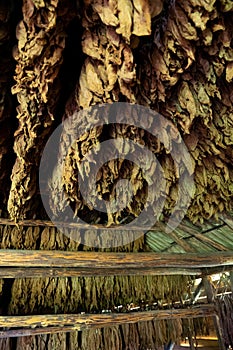 Tobacco drying, inside a shed or barn for drying tobacco leaves in Cuba
