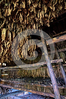 Tobacco drying, inside a shed or barn for drying tobacco leaves in Cuba