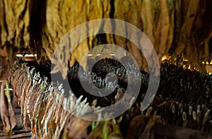 Tobacco drying, inside a shed or barn for drying tobacco leaves in Cuba