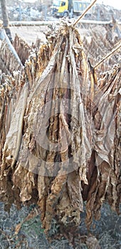 Tobacco is drying under sun light for further processing from field in india.