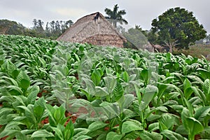 Tobacco farm