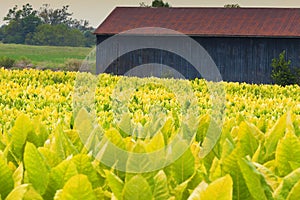 Tobacco farm