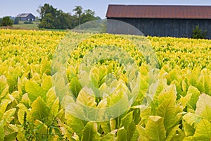 Tobacco farm