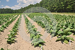 Tobacco farm