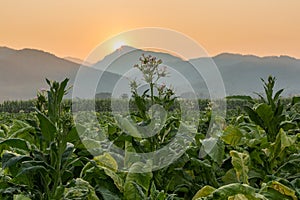 Tobacco farm photo