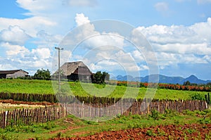 Tobacco farm in Puerto Esperanza, Cuba photo